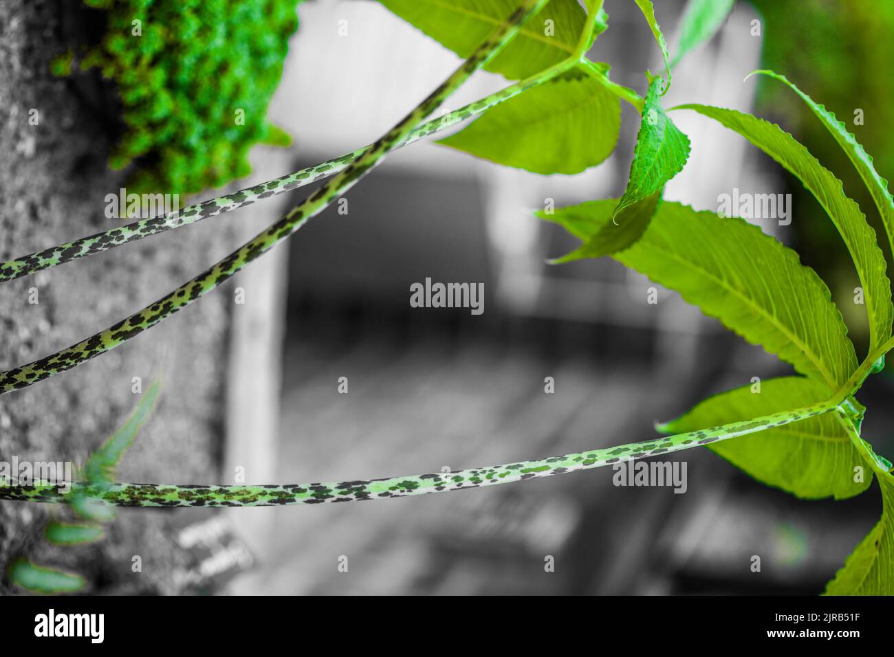Japanese Plant Abstract Green Dragon Arum , Pinellia tripartita Stock Photo