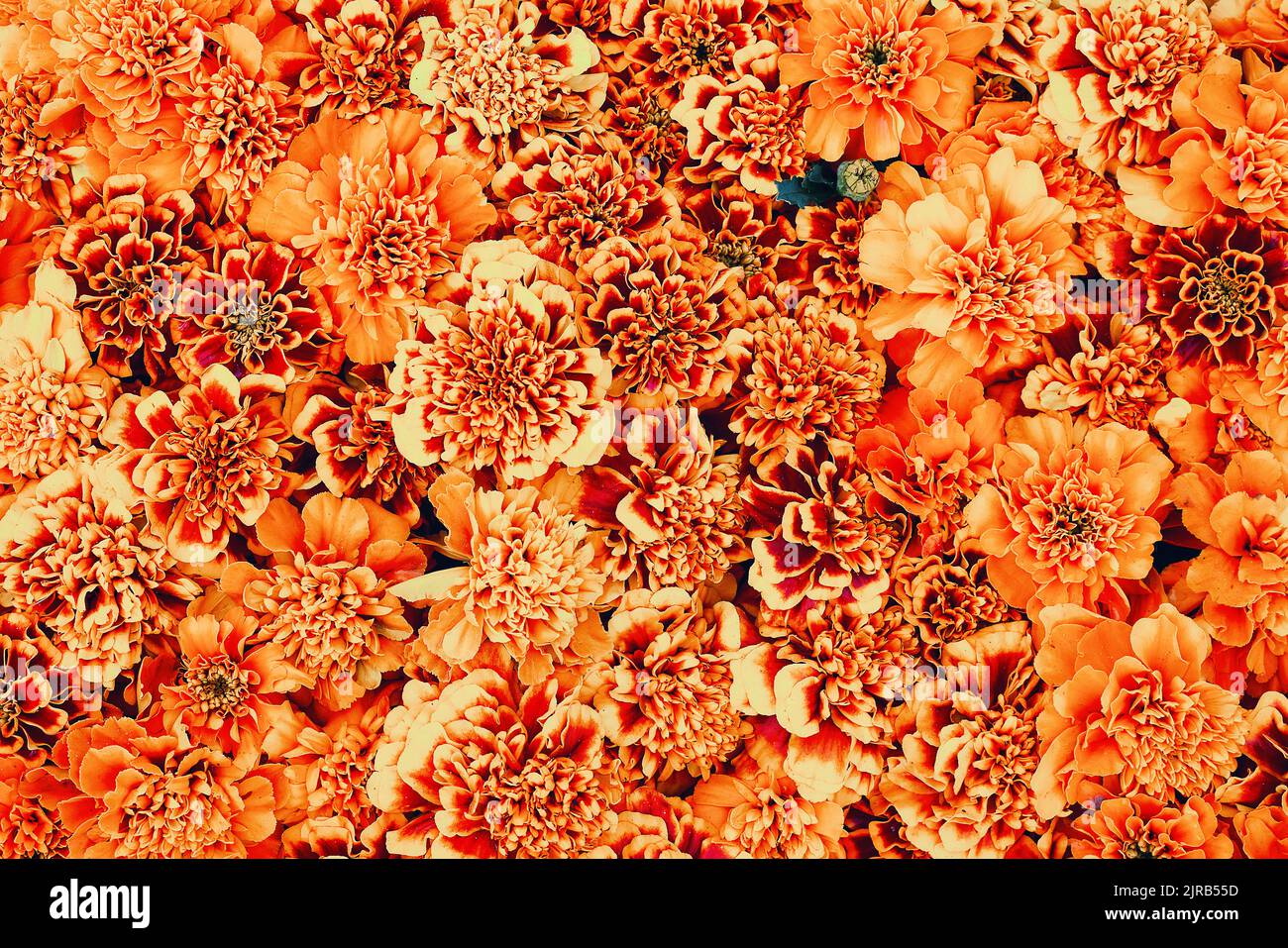 Flowers decoration, orange marigold or tagetes flowers background, flower bed. Top view Stock Photo