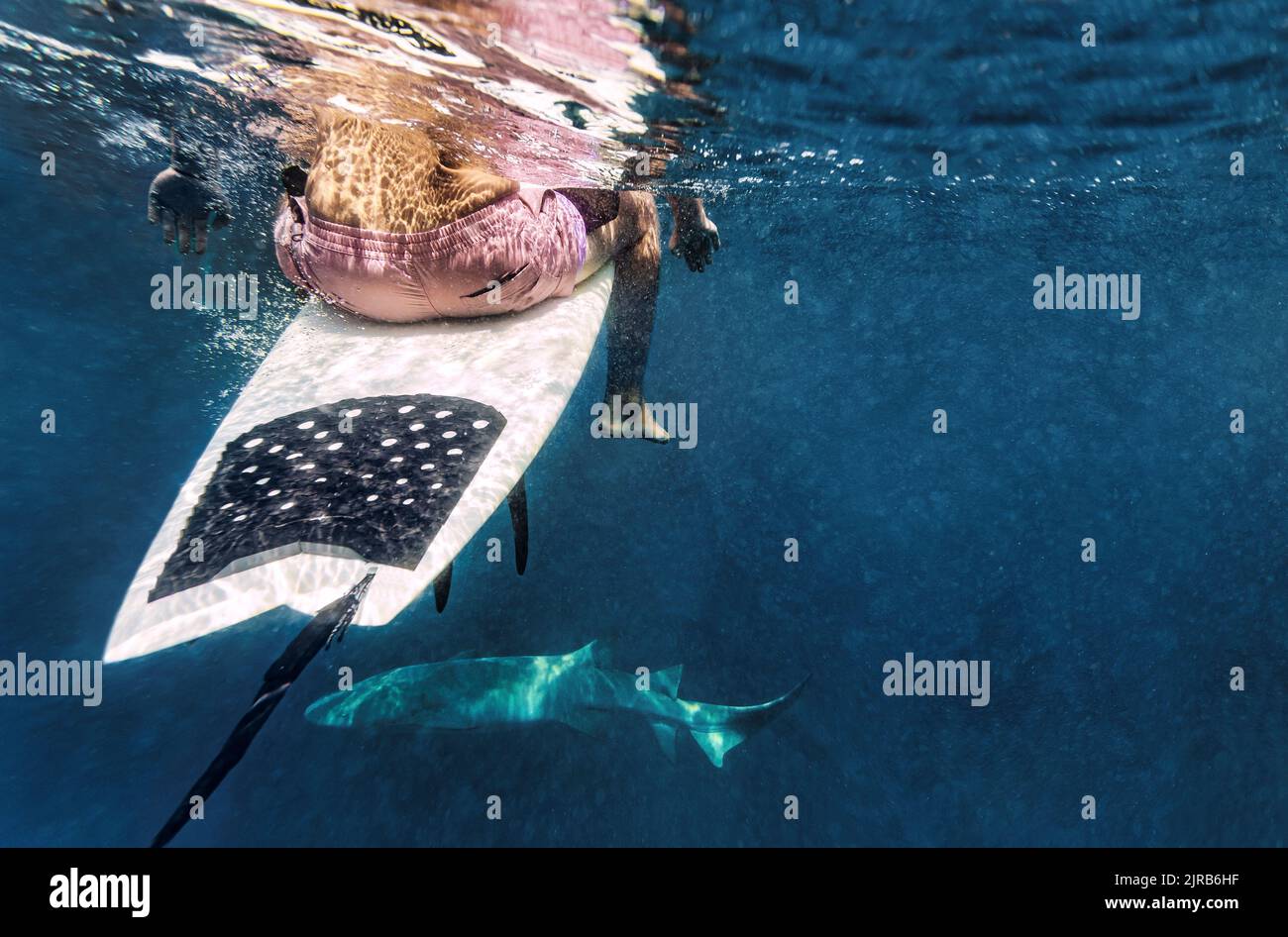 Shark surfer hires stock photography and images Alamy