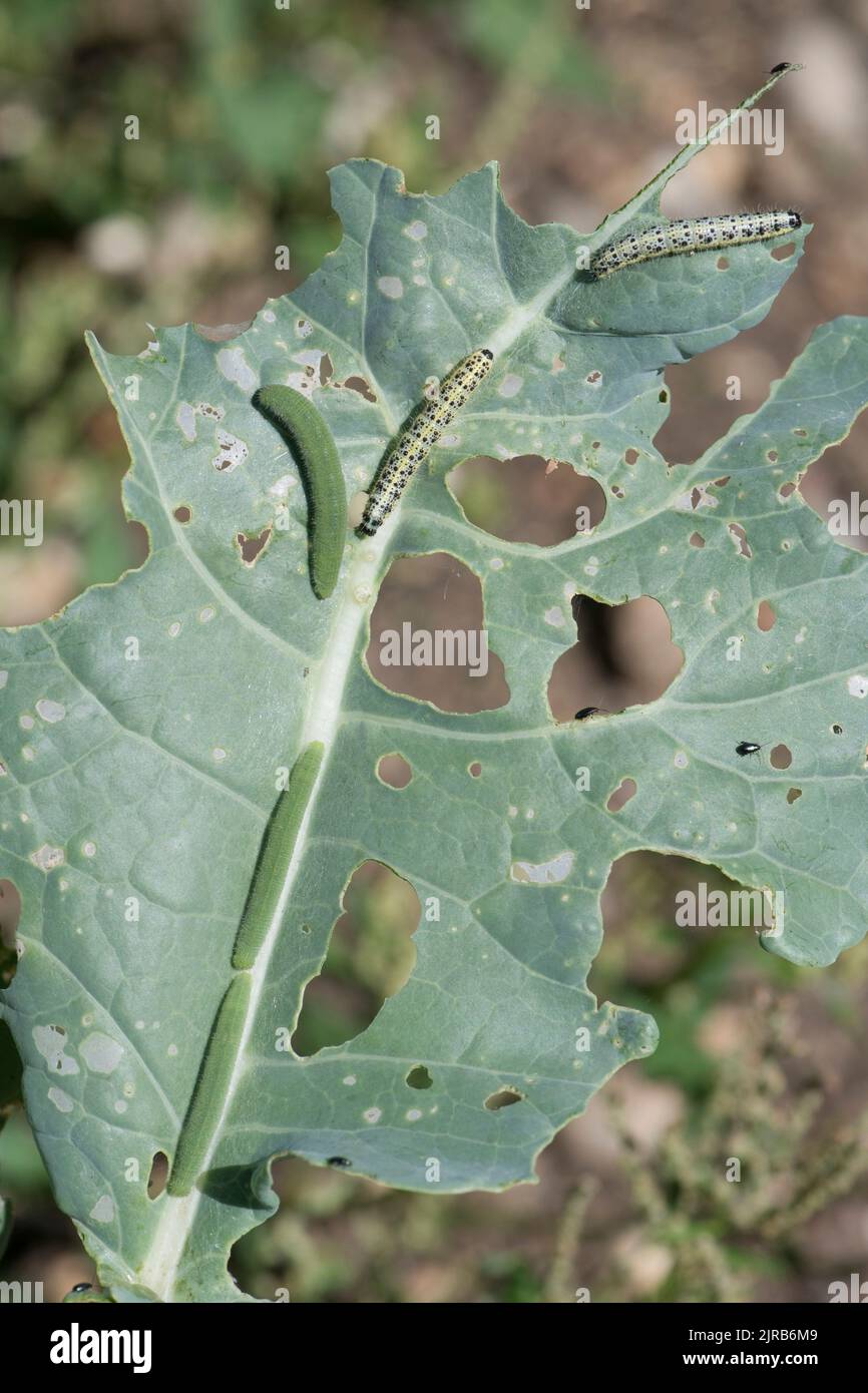 Small white or cabbage white (Pieris rapae) & large white or cabbage white butterfly (Pieris brassicae) caterpillars on sprouting broccoli, Berkshire, Stock Photo