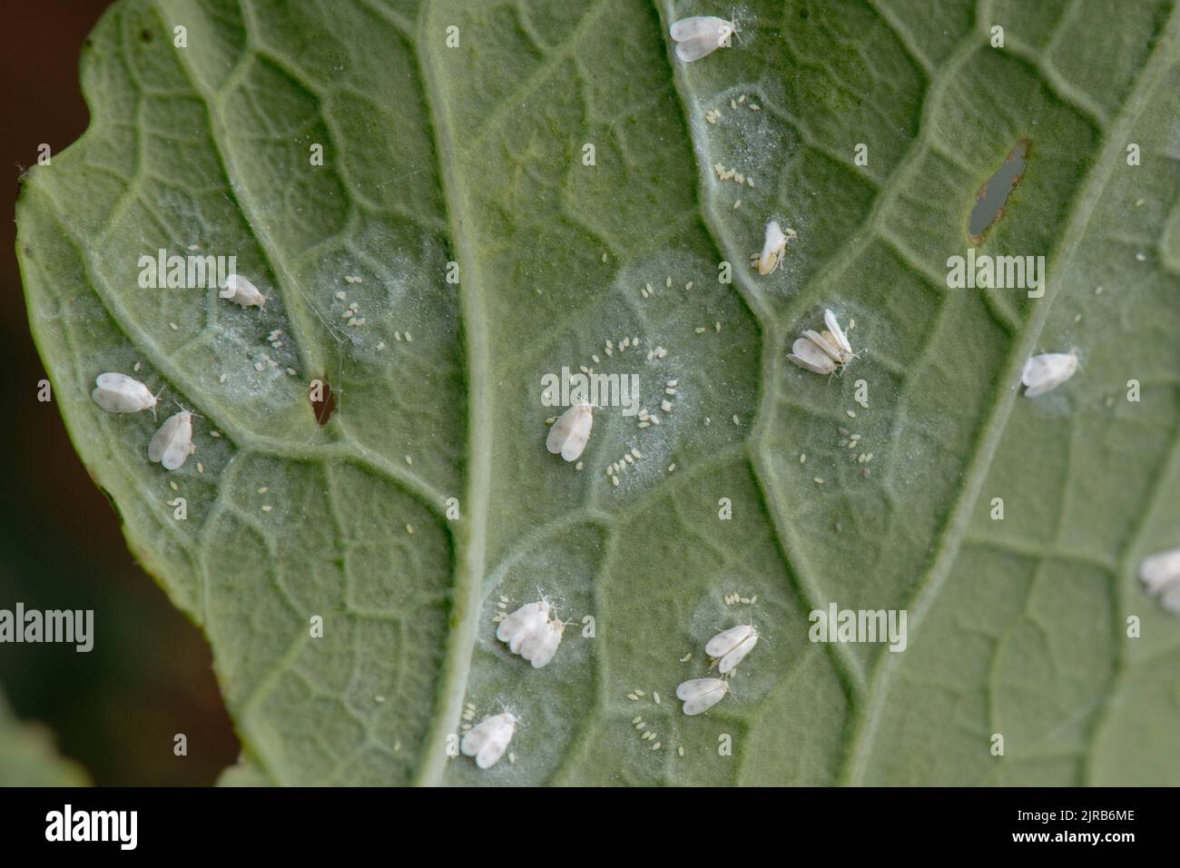Cabbage whitefly (Aleyrodes proletella) adults and circles of eggs on the underside of purple sprouting broccoli leaf, Berkshire, August Stock Photo