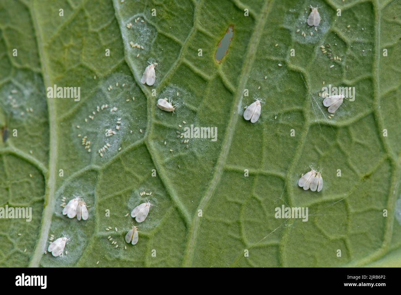 Cabbage whitefly (Aleyrodes proletella) adults and circles of eggs on the underside of purple sprouting broccoli leaf, Berkshire, August Stock Photo