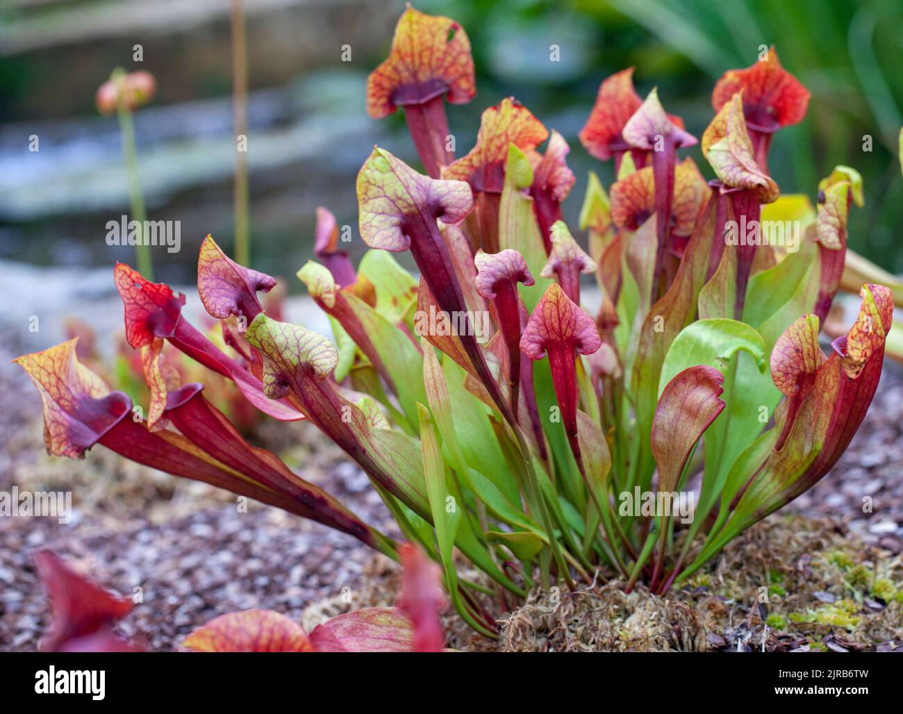 Carnivorous perennial plant growing in a bog garden , Sarracenia × exornata Stock Photo