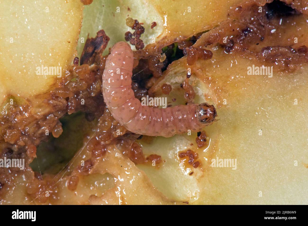 Codling moth (Cydia pomonella) caterpillar among is frass in a gallery in a damaged apple fruit section, Berkshire, August Stock Photo