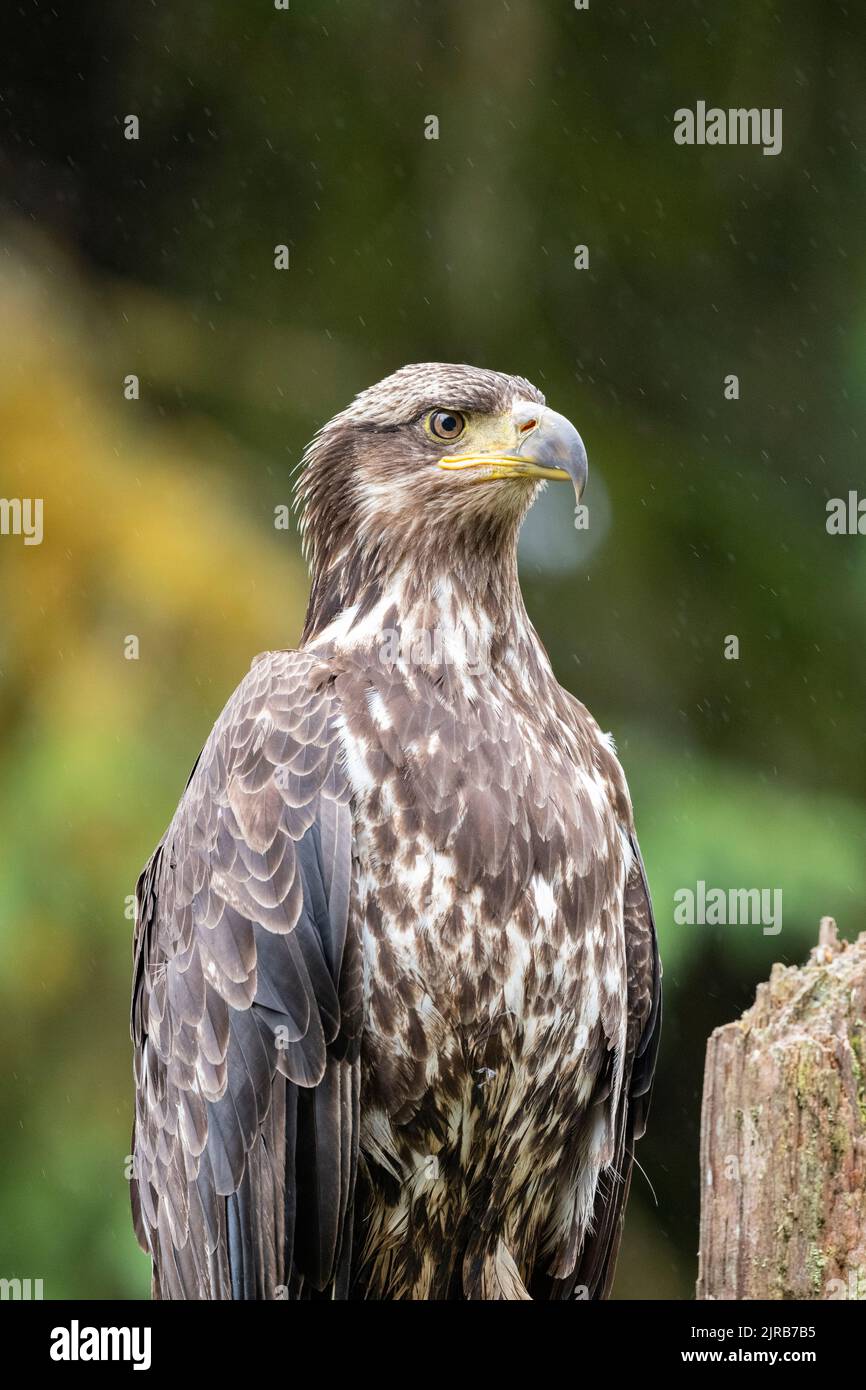 Alaska, Tongass National Forest, Anan Creek. Immature Bald Eagle (WILD: Haliaeetus leucocephalus) Stock Photo