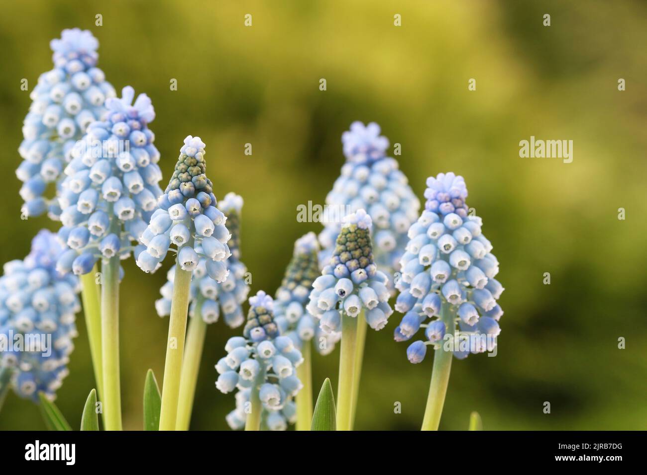Muscari flowers (grape hyacinth) in the garden. Spring time Stock Photo