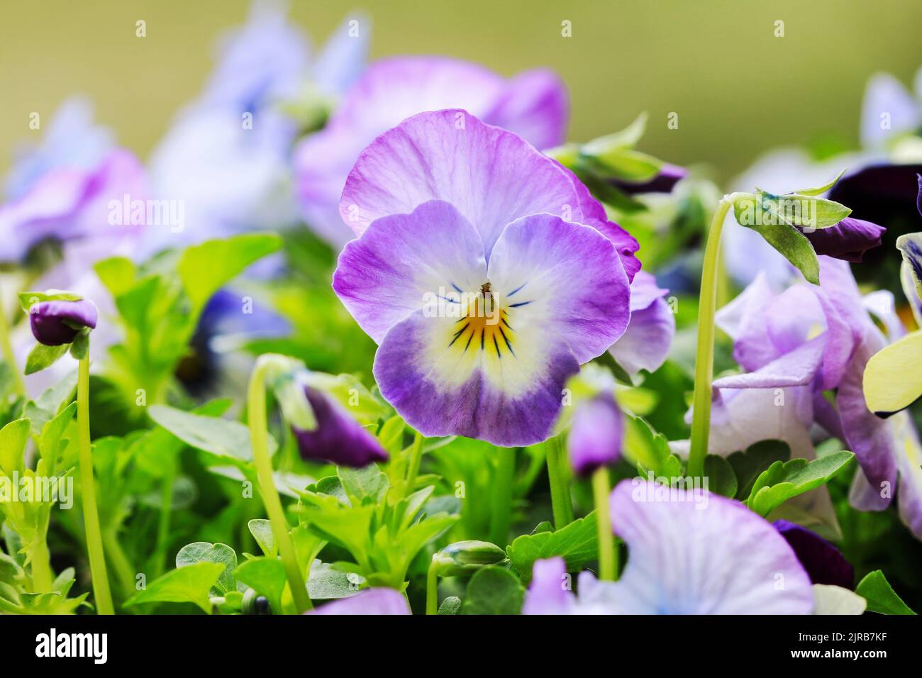 Beautiful pansy flowers in the garden. Spring time Stock Photo