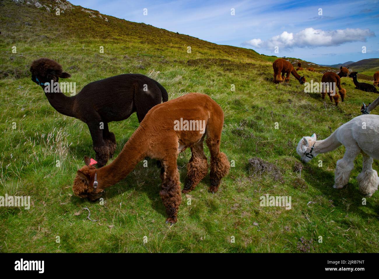 Wild Alpacka Way in Iniishowen, Five Finger Strand, County Donegal, Ireland Stock Photo