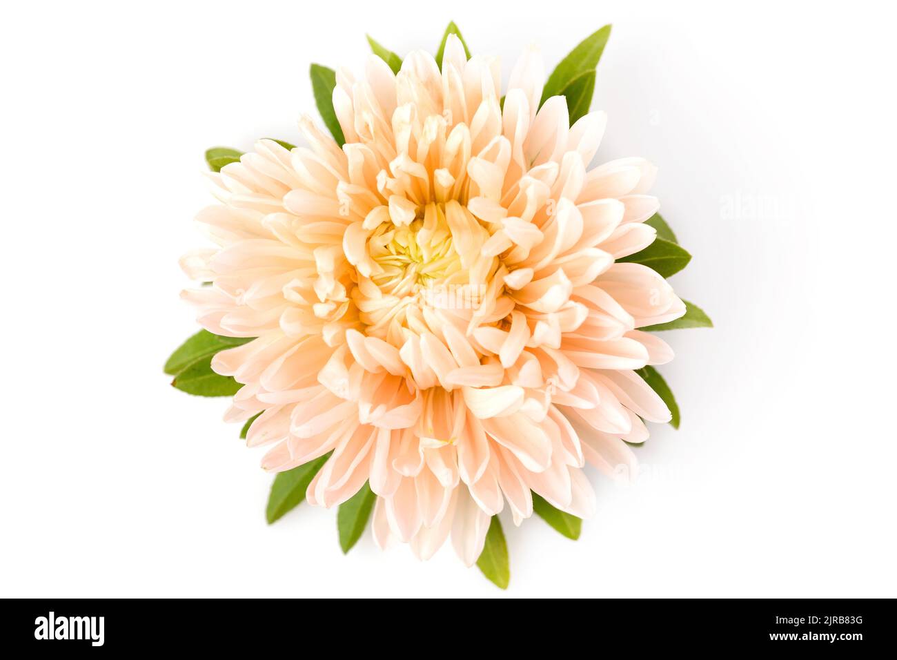 Aster flower coral color closeup isolated on white background. Stock Photo