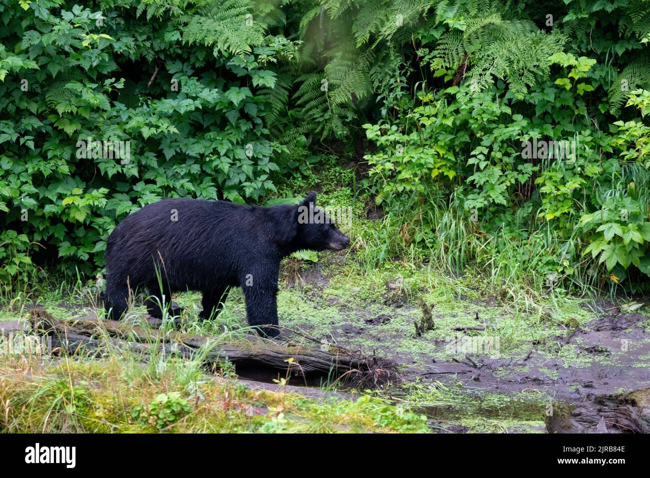 Alaska, Tongass National Forest, Anan Creek. American black bear (WILD: Ursus americanus) in wilderness forest habitat. Stock Photo