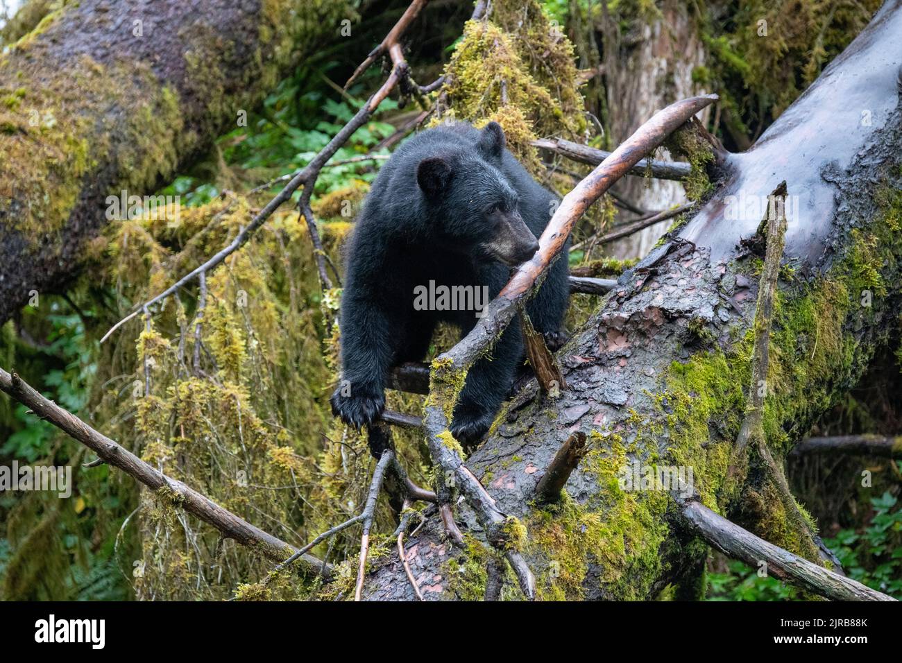 Alaska, Tongass National Forest, Anan Creek. American black bear (WILD: Ursus americanus) in wilderness forest habitat. Stock Photo