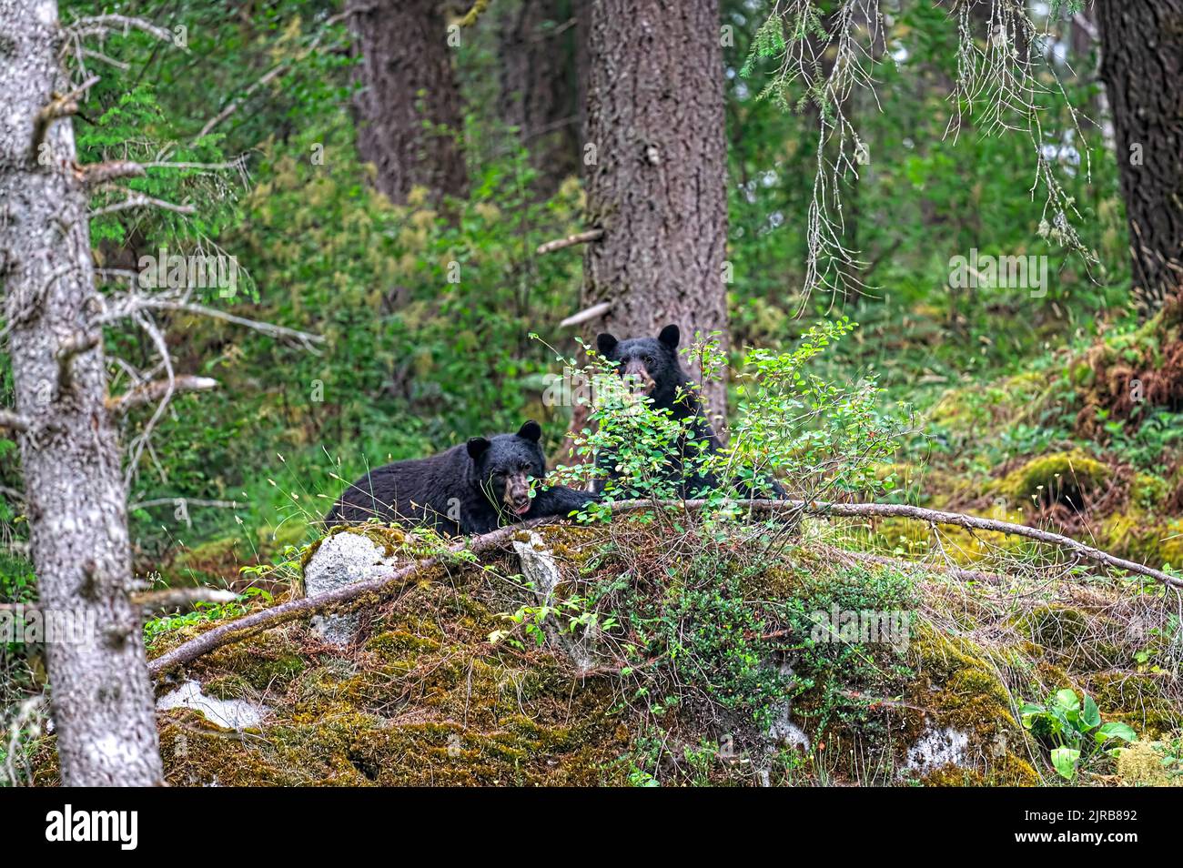 Two young American black bears (Ursus americanus) feasting on huckleberries in the woods in Minnekhada Regional Park, B. C., Canada. Stock Photo