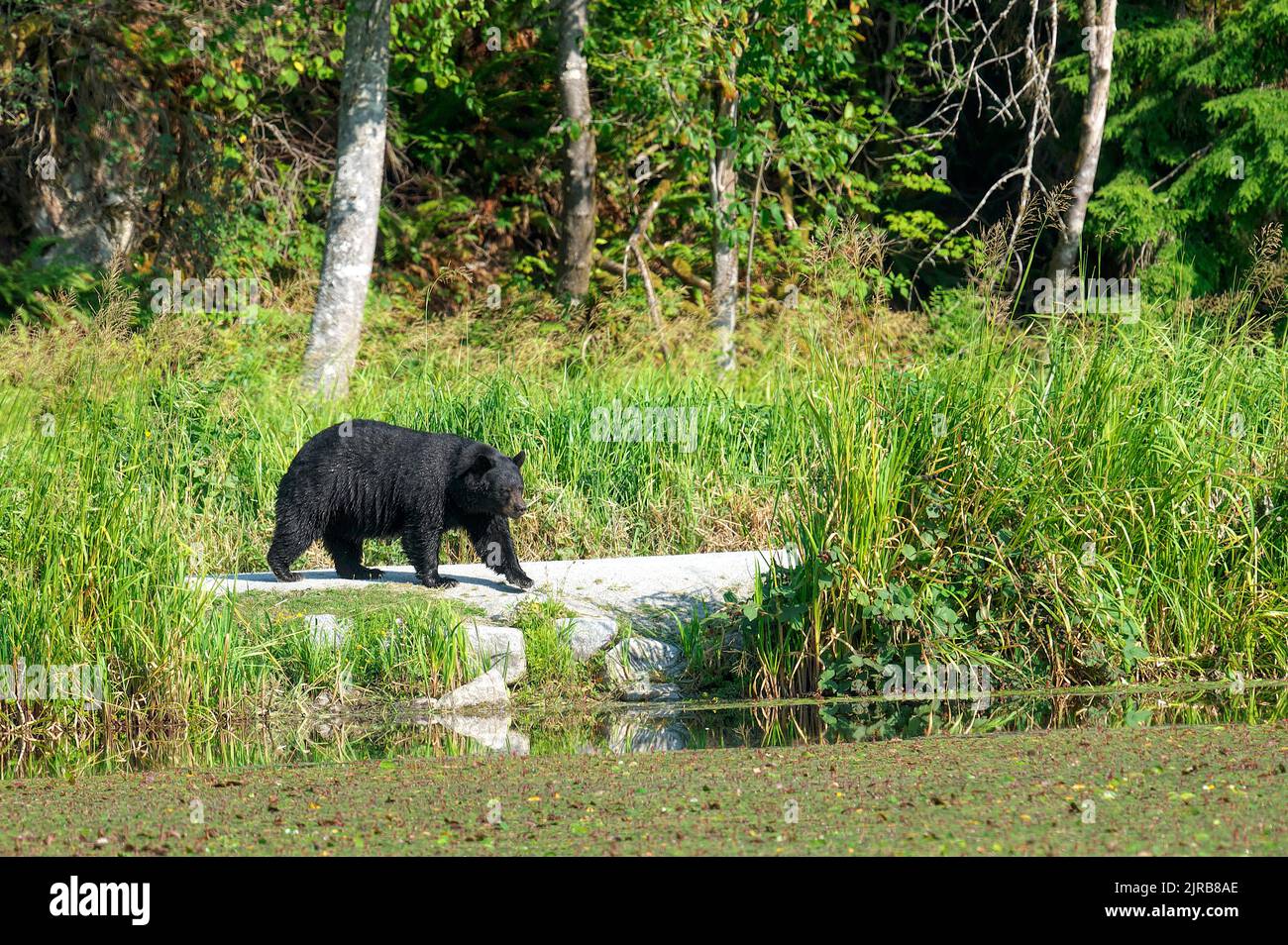 American black bear (Ursus americanus), wet from a swim, walks along a causeway in Minnekhada Regional Park, British Columbia, Canada. Stock Photo