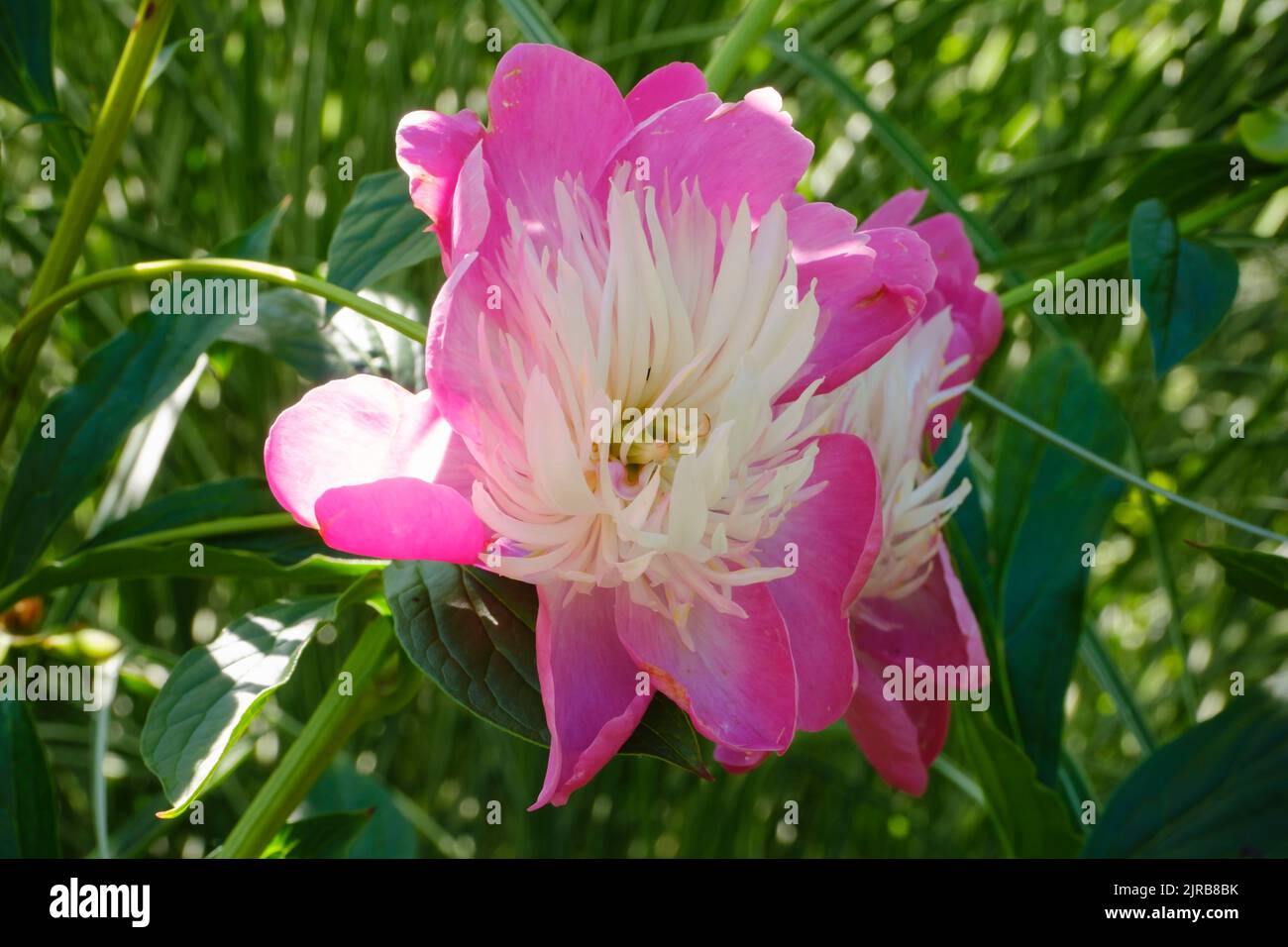 Head of pink blooming peony Stock Photo