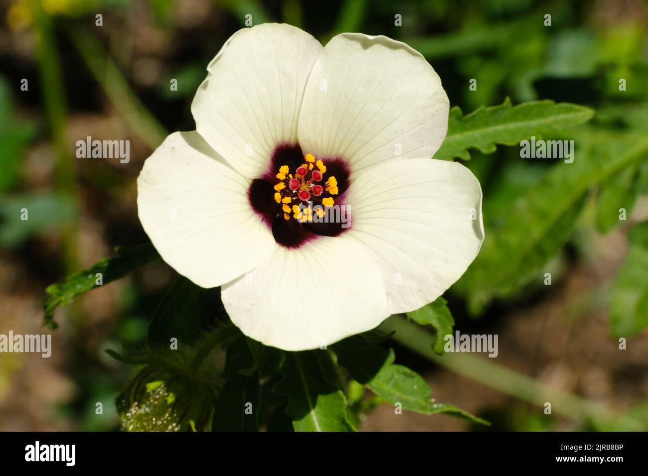 Head of venice mallow (Hibiscus trionum) blooming in spring Stock Photo