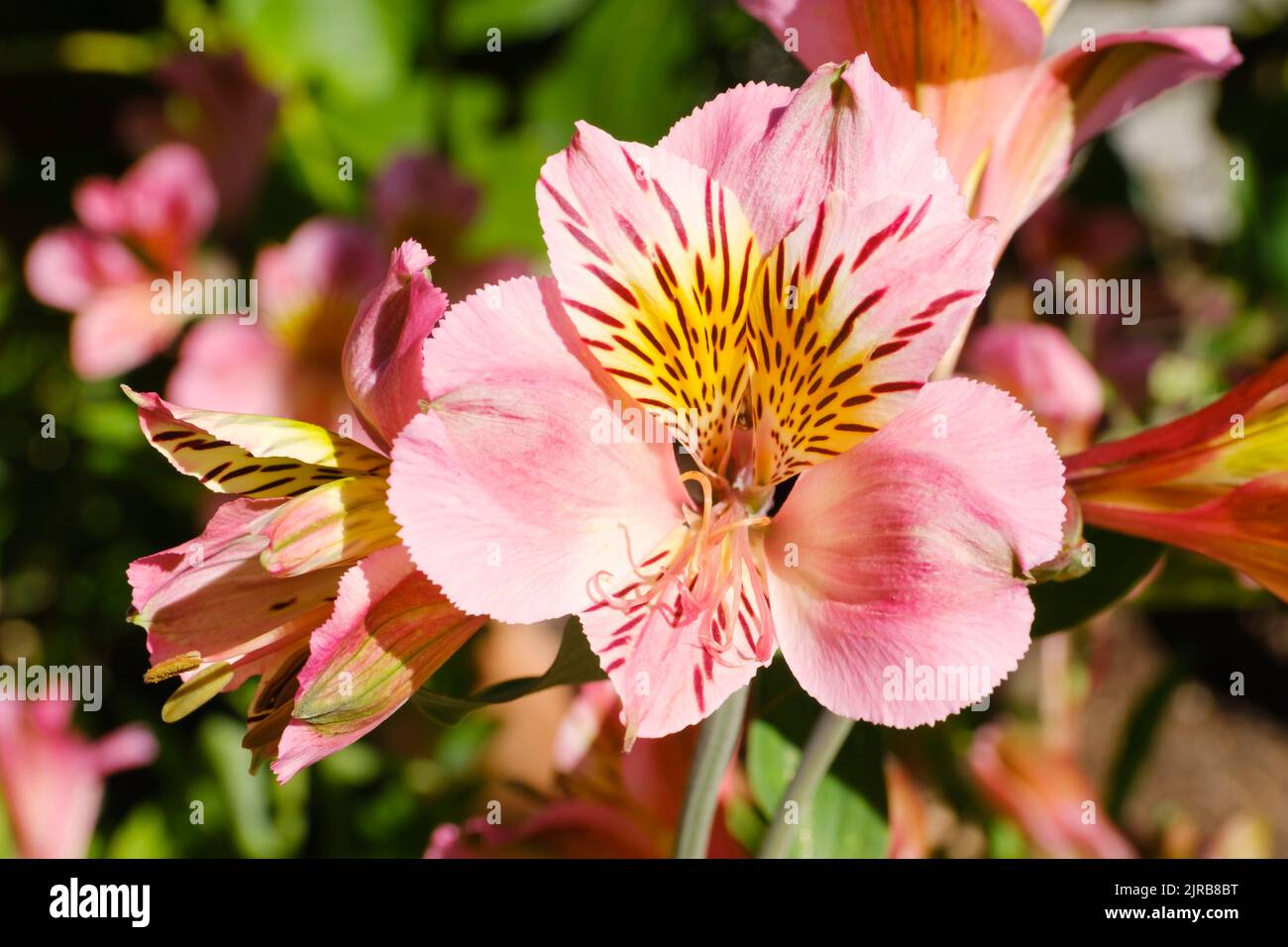 Pink lilies blooming in spring Stock Photo