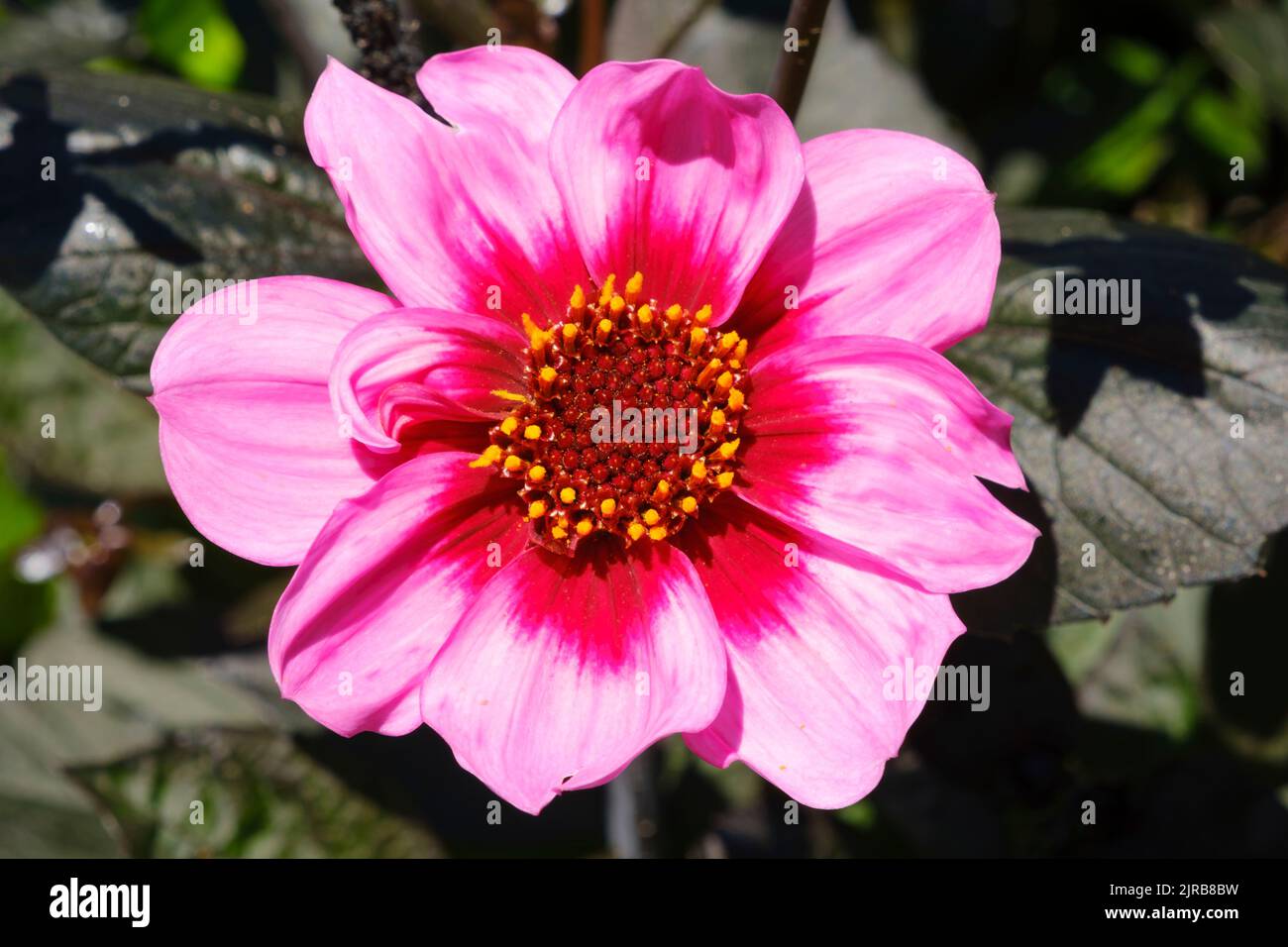 Head of pink blooming dahlia flower Stock Photo