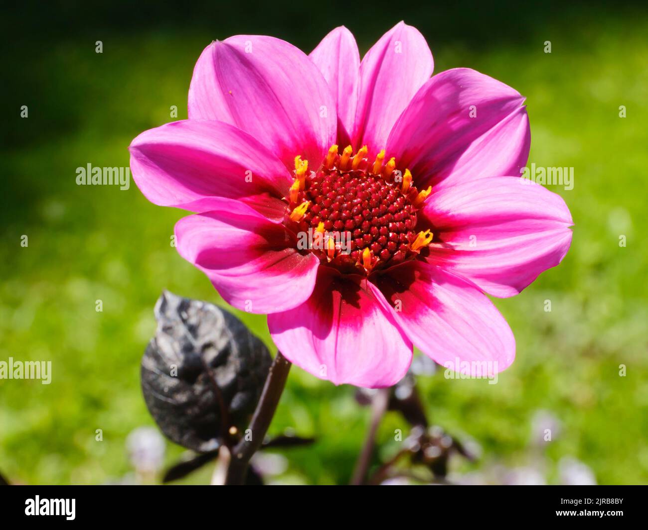 Head of pink blooming dahlia flower Stock Photo