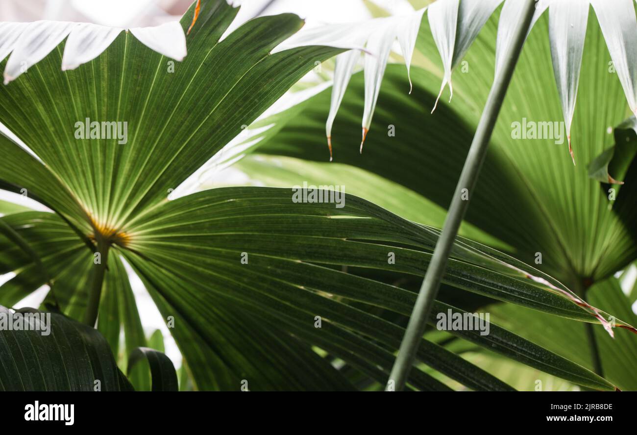 Tropical Green Palm Leaves textured abstract cover /  nature rainforest green background Stock Photo