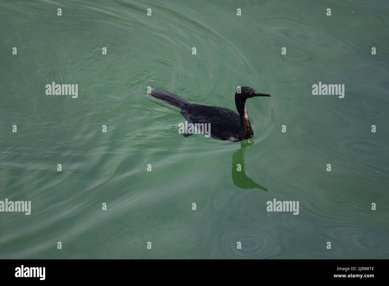 Pelagic cormorant swimming and diving for fish at very low tide