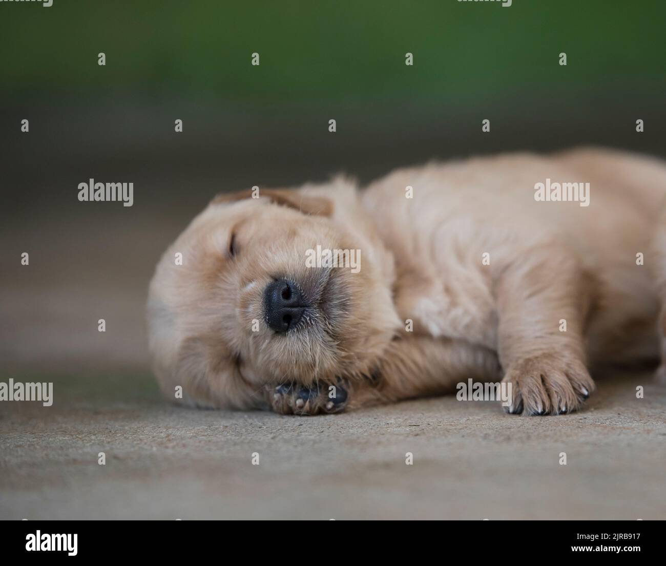 Golden Retriever puppy sleeping on ground Stock Photo