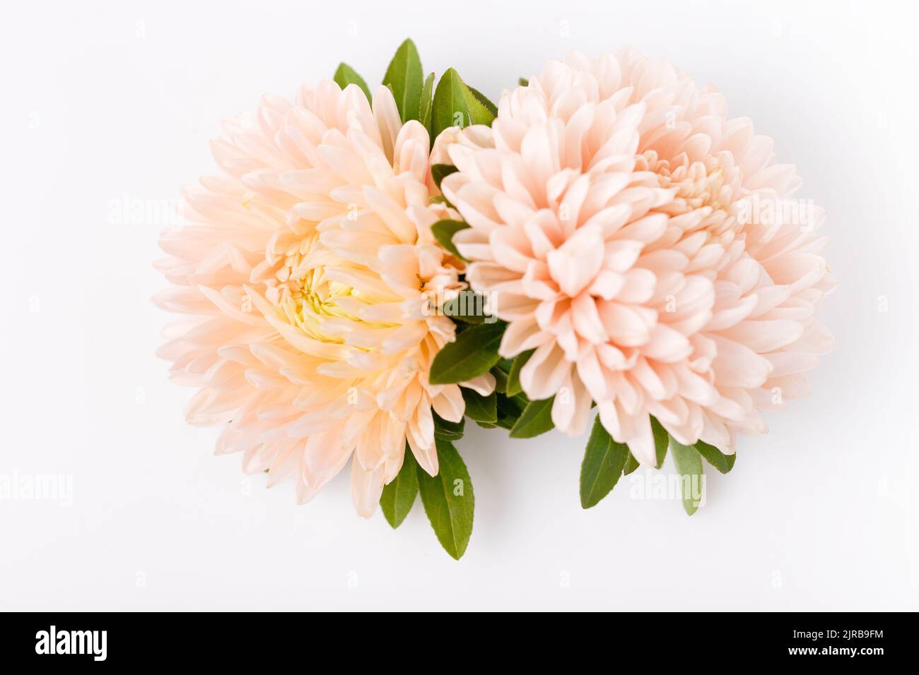 Aster flower coral color closeup isolated on white background. Stock Photo