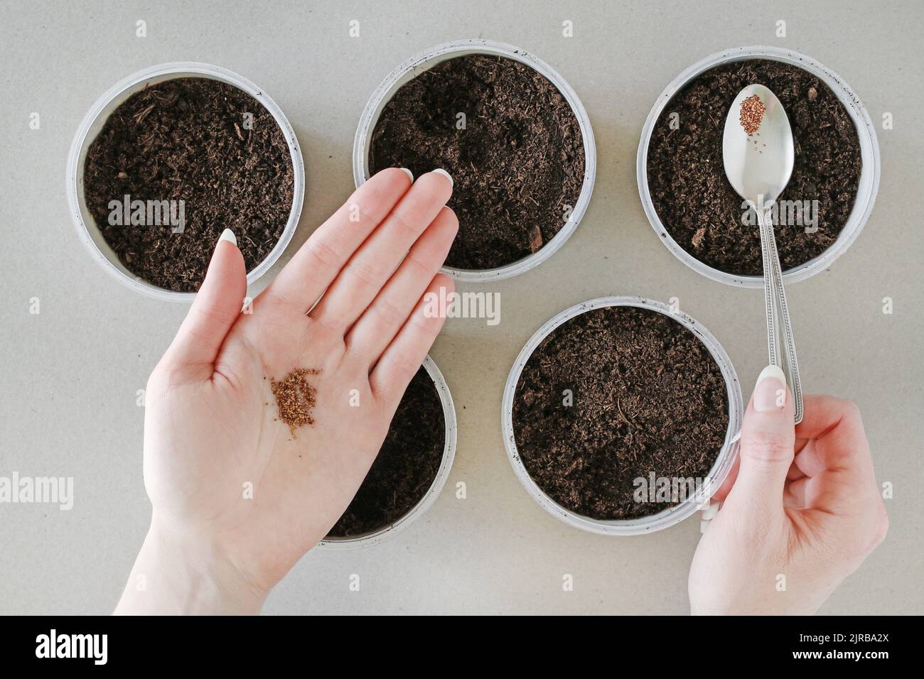 How to plant strawberries at home. Step by step, tutorial. Garden hobby