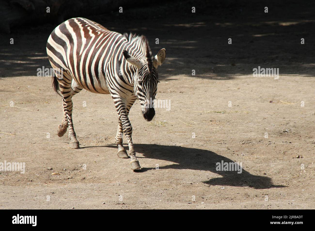 zebra in a zoo in lille (france) Stock Photo