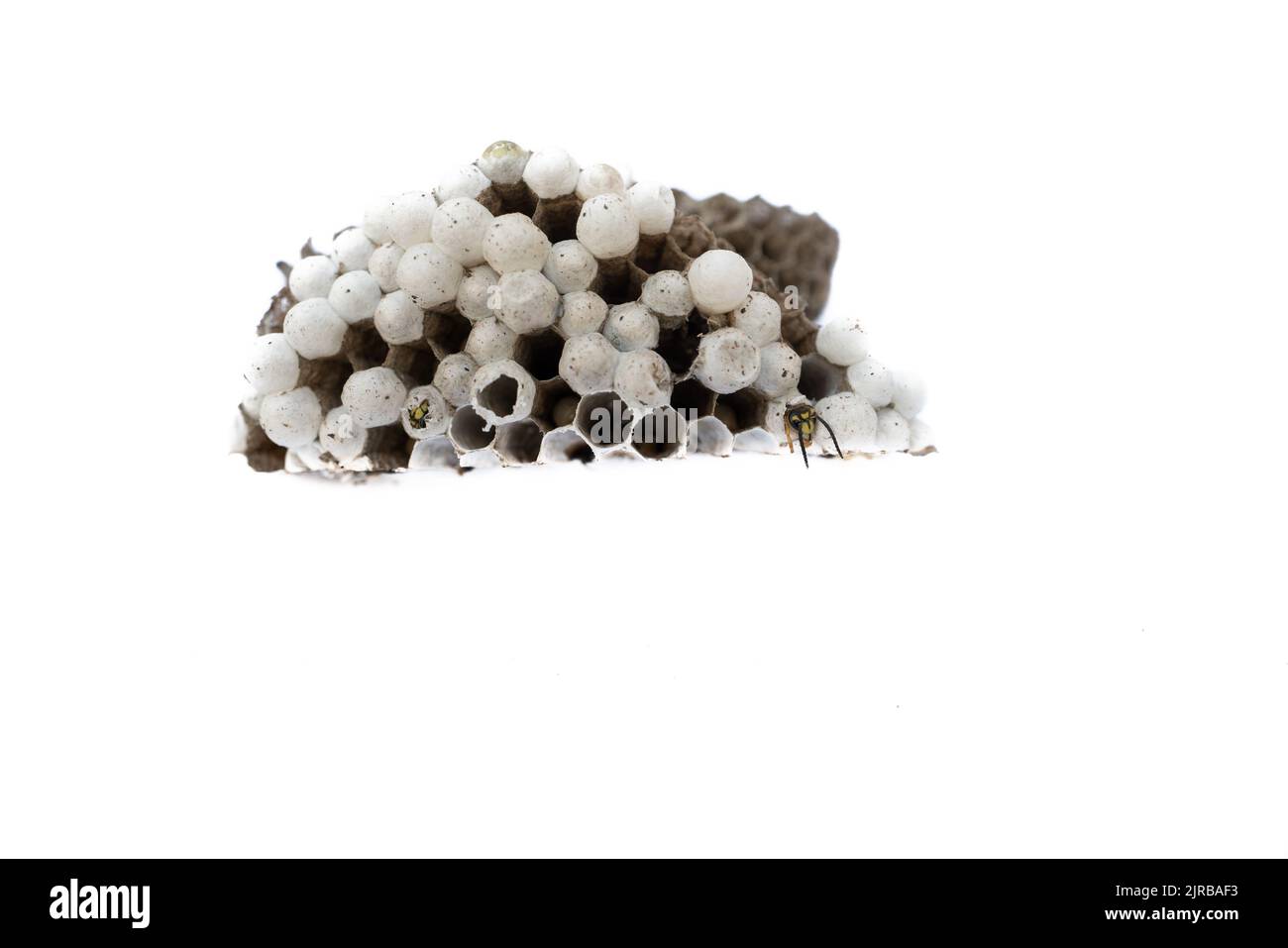 Half wasp nest over white background, top view Stock Photo