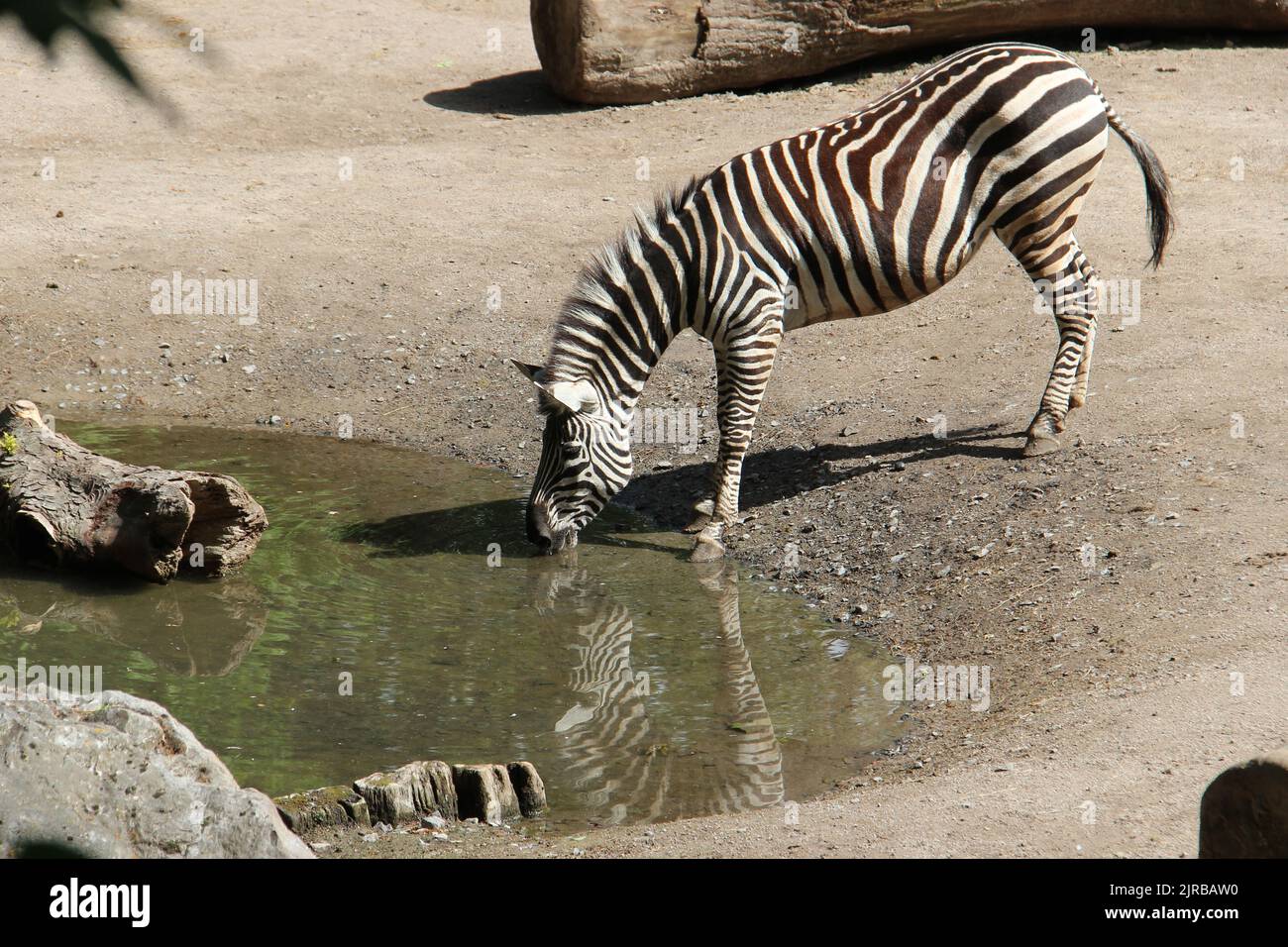 zebra in a zoo in lille (france) Stock Photo