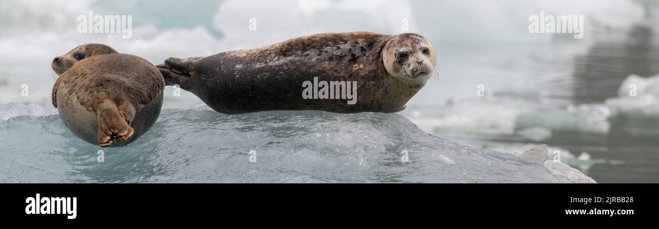 USA, Alaska, Stikine-LaConte Wilderness, LaConte Glacier. Harbor seals aka common seals on iceberg (WILD: Phoca vitulina) Stock Photo