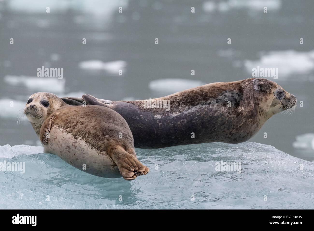 USA, Alaska, Stikine-LaConte Wilderness, LaConte Glacier. Harbor seals ...