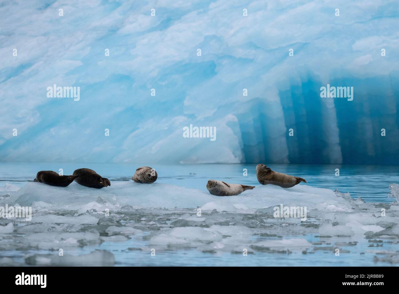 USA, Alaska, Stikine-LaConte Wilderness, LaConte Glacier. Harbor seals aka common seals on iceberg (WILD: Phoca vitulina) Stock Photo