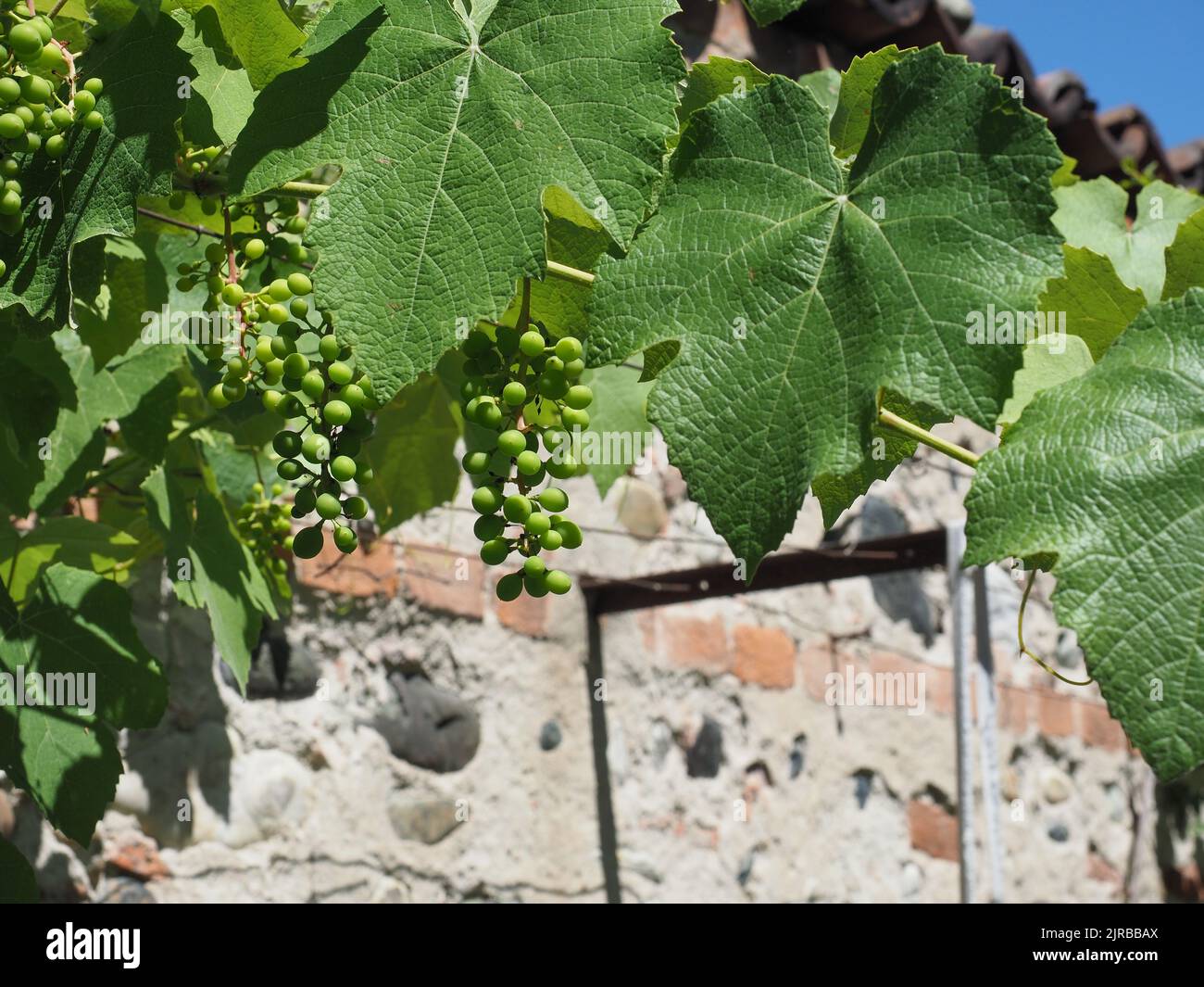 grapevine aka vine plant scientific name Vitis vinifera Stock Photo Alamy