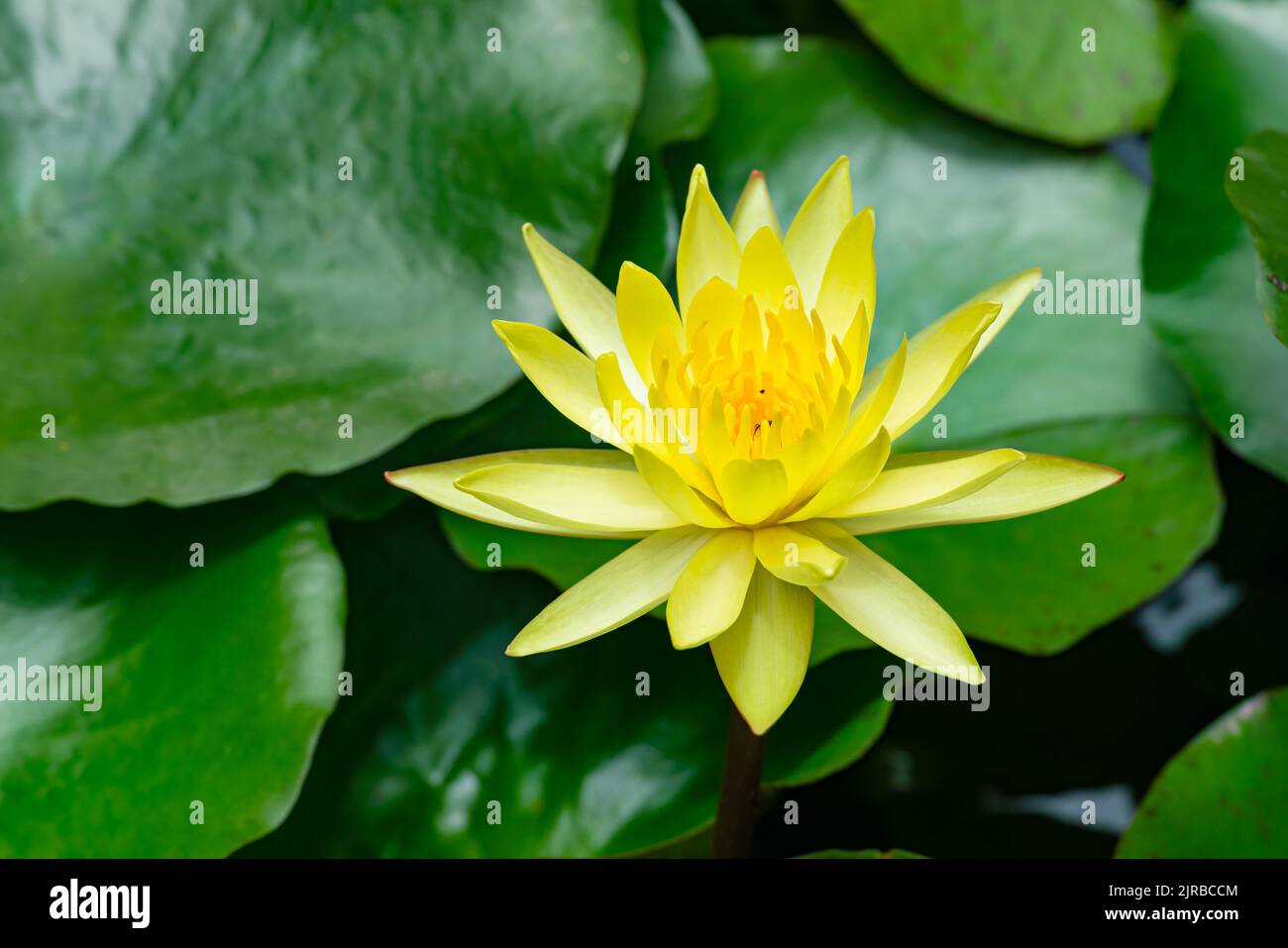 Beautiful yellow lotus flower or waterlily blooming in a pond with green leaves in the background. Stock Photo