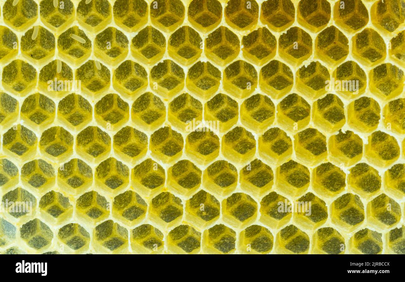 Top view closeup of empty natural hexagonal background. Pattern of hexagonal cells of