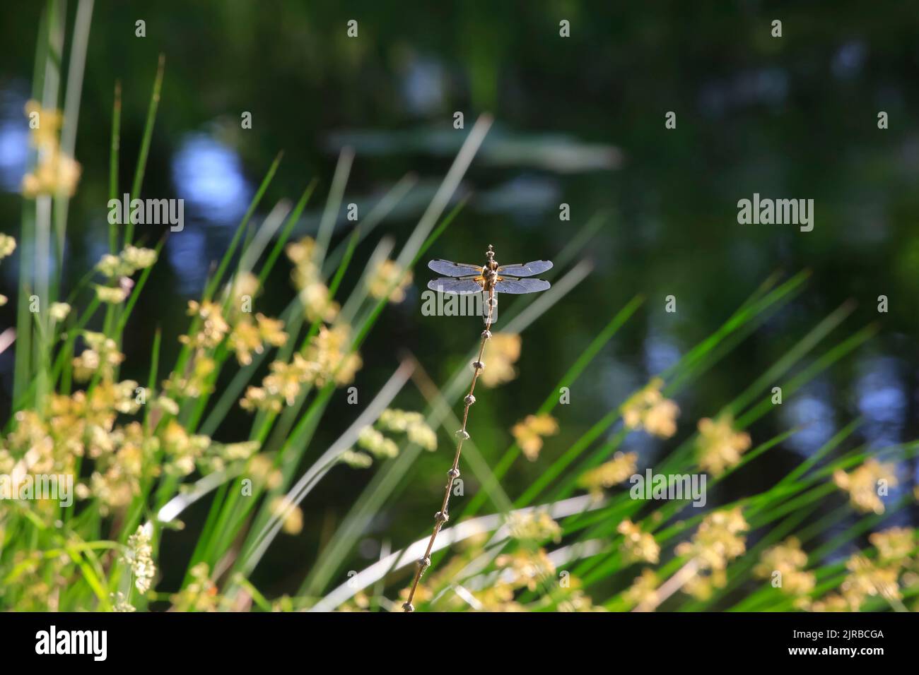 Dragonfly perching on plant stem Stock Photo
