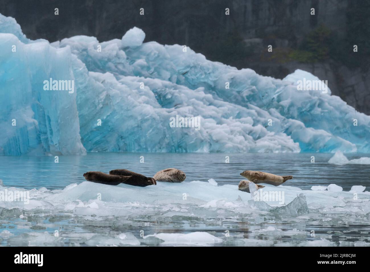 USA, Alaska, Stikine-LaConte Wilderness, LaConte Glacier. Harbor seals ...