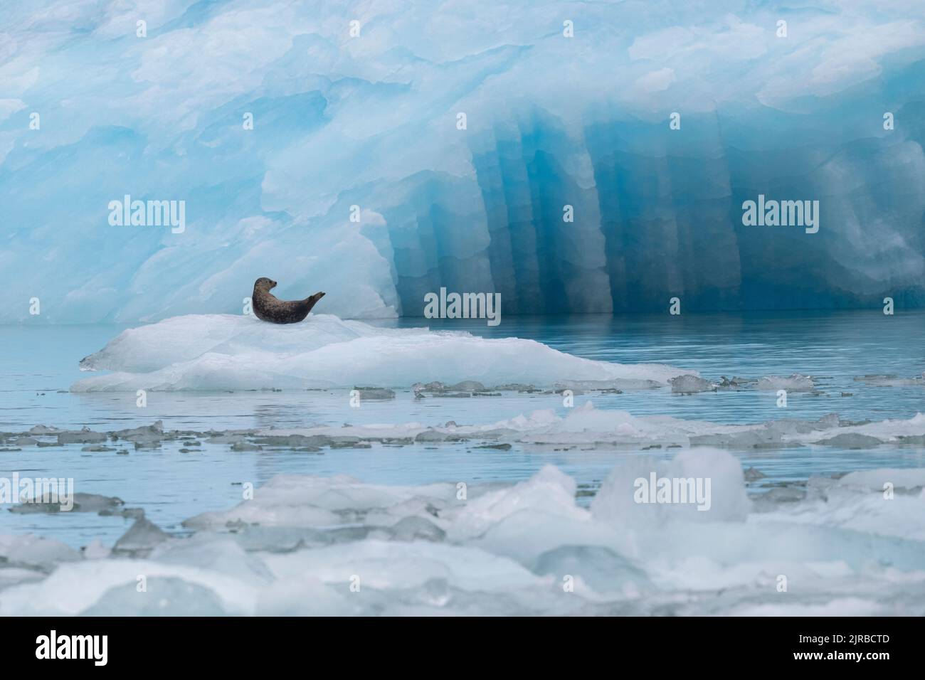 USA, Alaska, Stikine-LaConte Wilderness, LaConte Glacier. Harbor seal aka common seal on iceberg (WILD: Phoca vitulina) Stock Photo