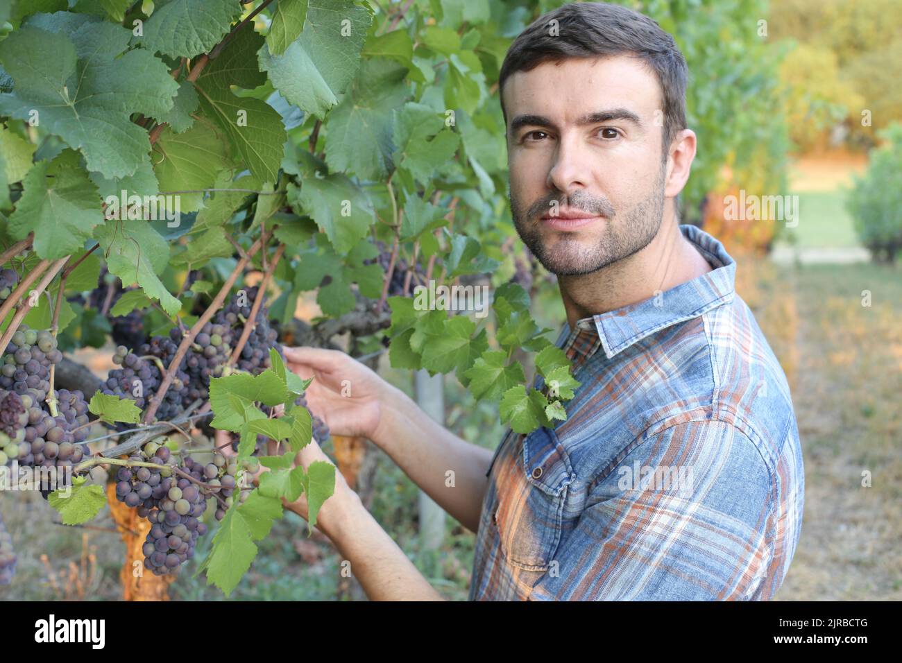 Handsome farmer in beautiful vineyard Stock Photo