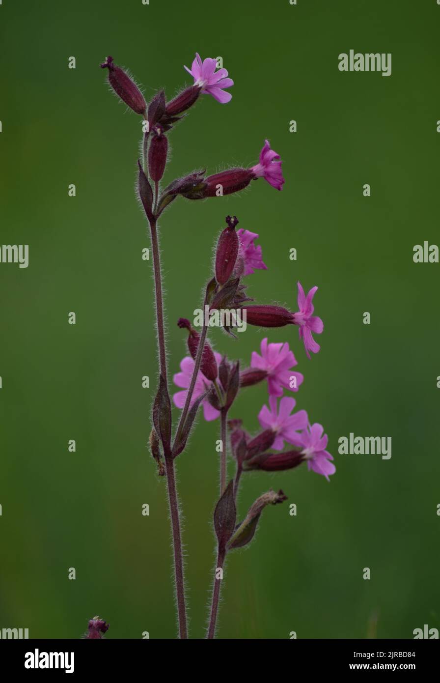 A vertical shot of blooming purple Viscaria vulgaris flowers isolated in green nature background Stock Photo