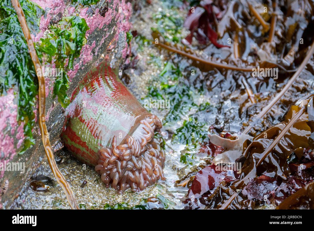 USA, SE Alaska, Inside Passage, Wood Spit. Warty painted anemone aka Christmas anemone (Urticina grebelnyi) Stock Photo