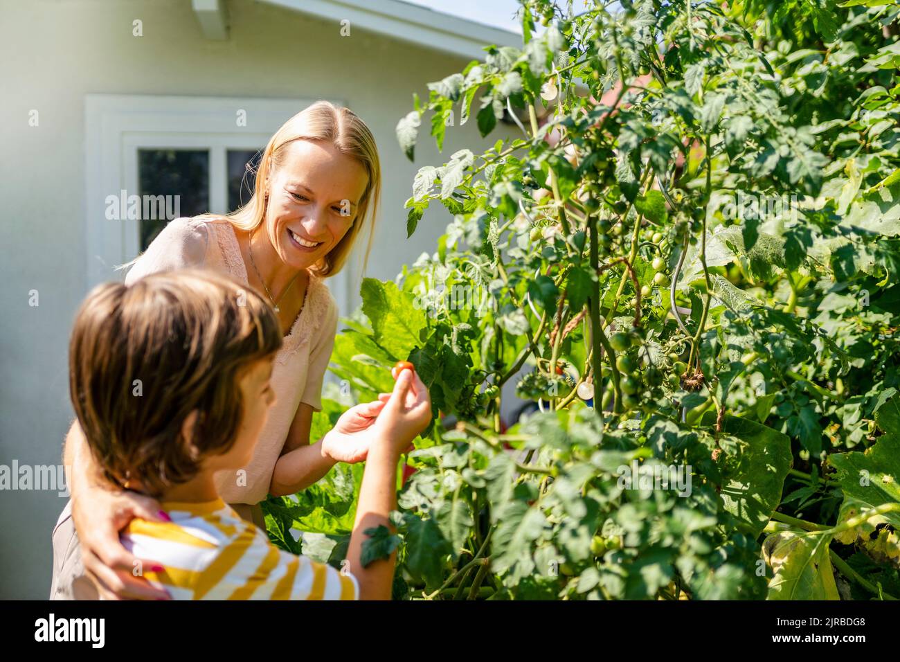 Mother and son picking tomatoes from plant in garden Stock Photo - Alamy