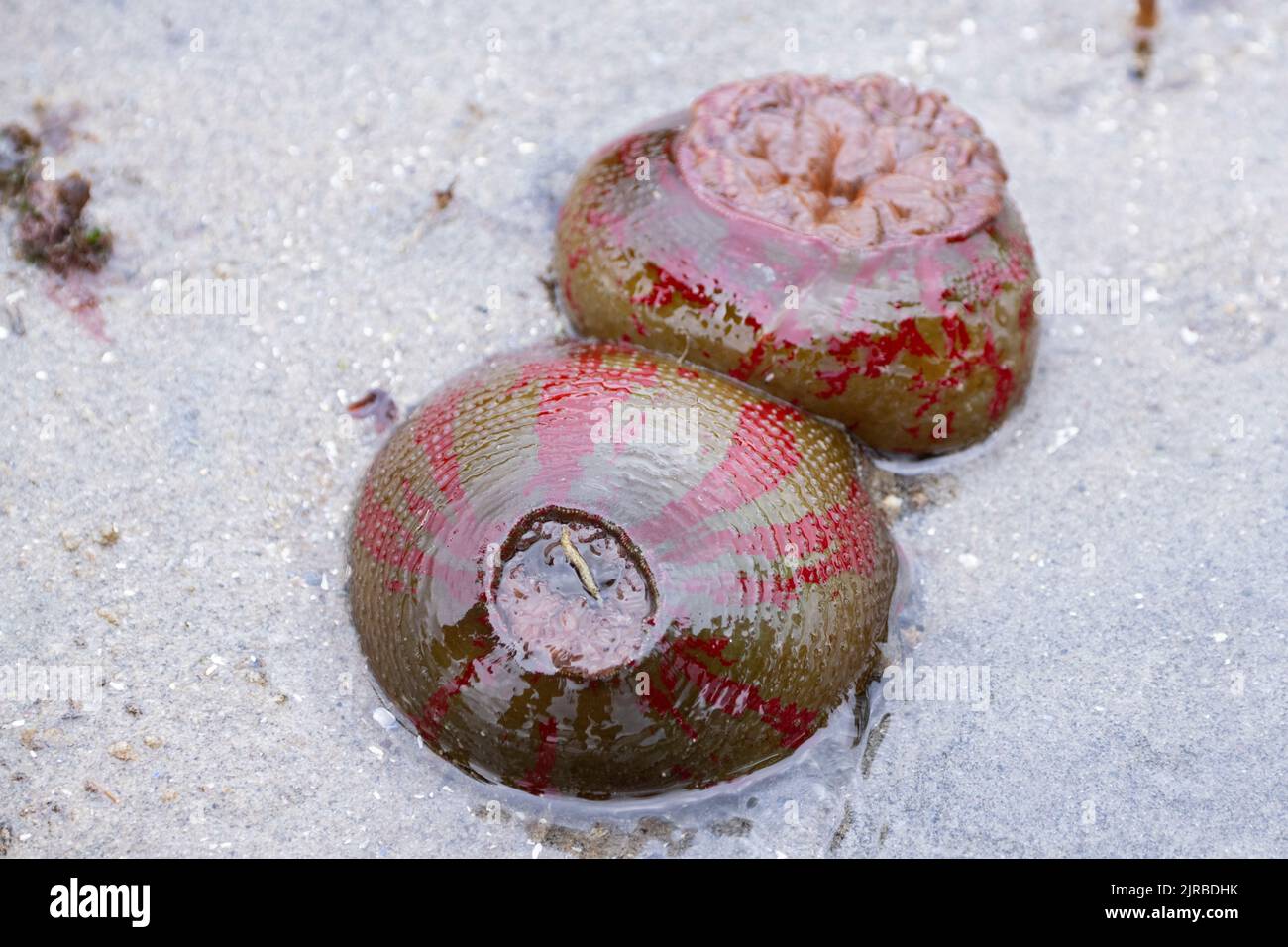USA, SE Alaska, Inside Passage, Wood Spit. Warty painted anemone aka Christmas anemone (Urticina grebelnyi) Stock Photo