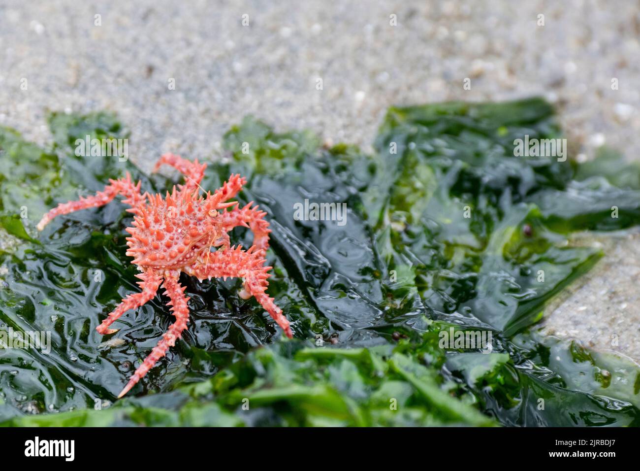USA, SE Alaska, Inside Passage, Wood Spit. Young red king crab aka Alaska king crab (Paralithodes camtschaticus) on common sea lettuce seaweed. Stock Photo