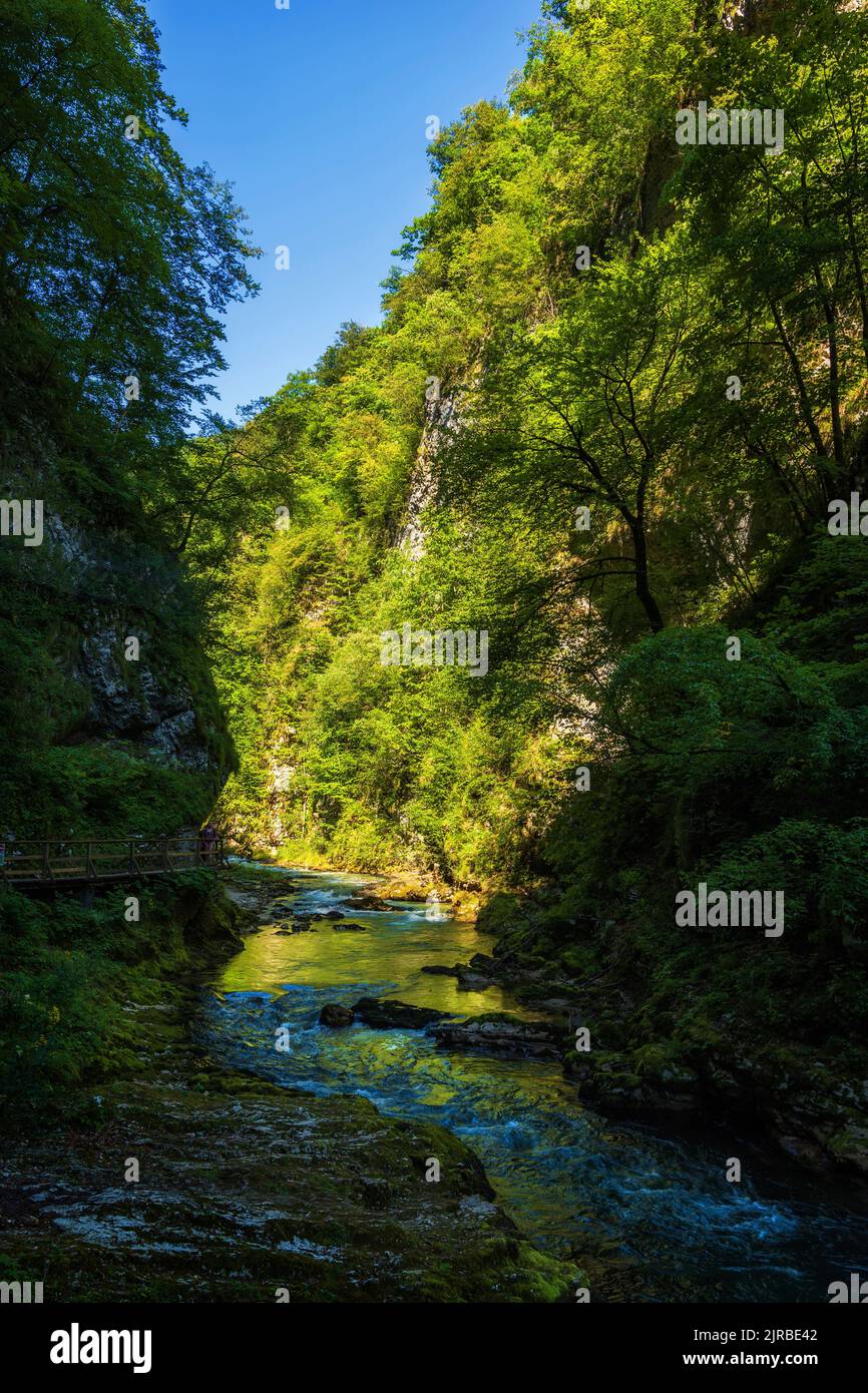 Slovenia, Radovna river flowing through Vintgar Gorge in Triglav National Park Stock Photo