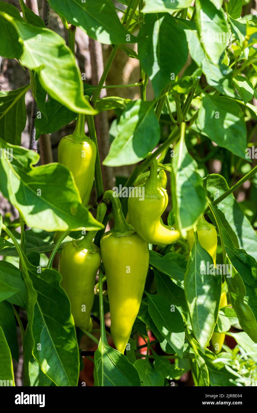 Banana peppers growing in vegetable garden Stock Photo Alamy