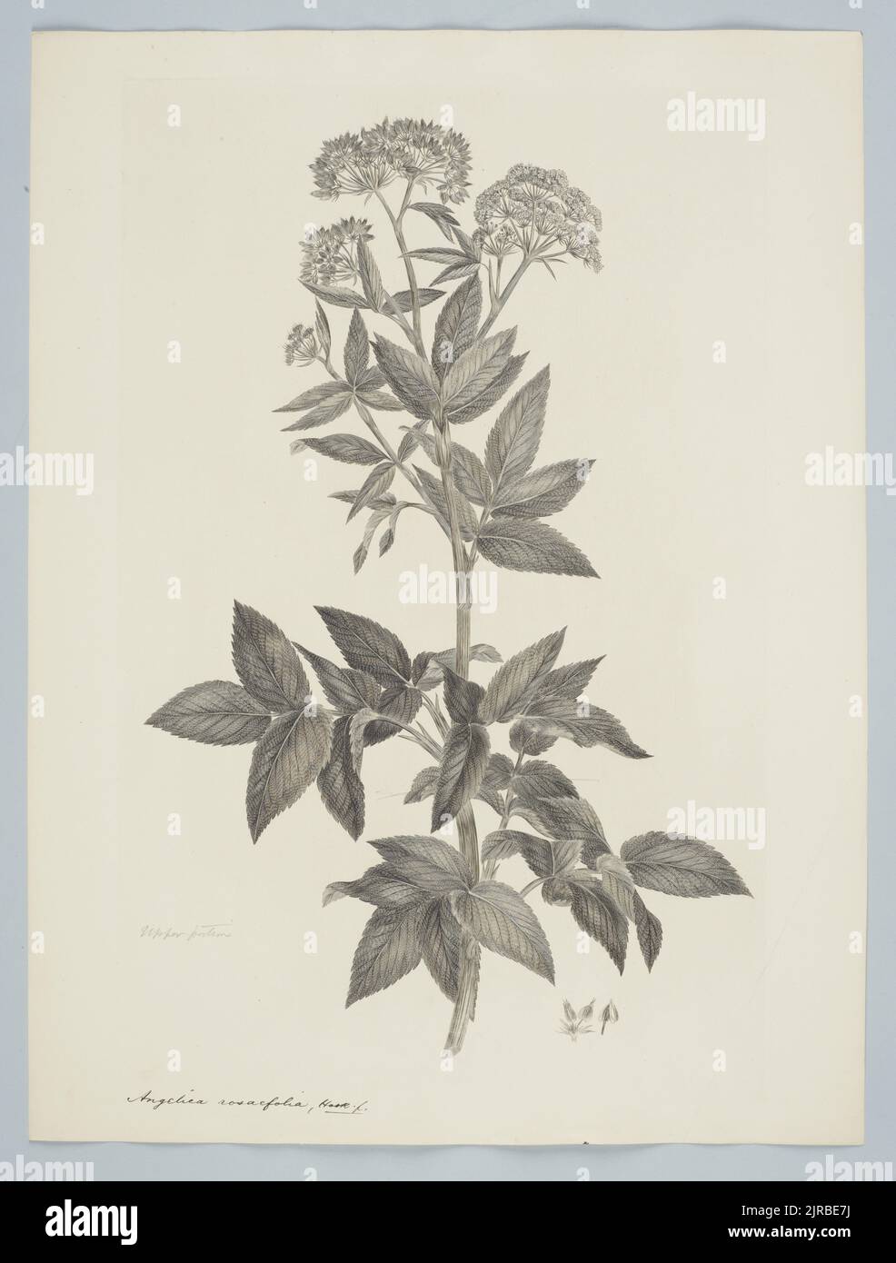 Scandia rosaefolia (Hooker) Dawson, 1895, United Kingdom, by Sydney Parkinson. Gift of the British Museum, 1895. Stock Photo