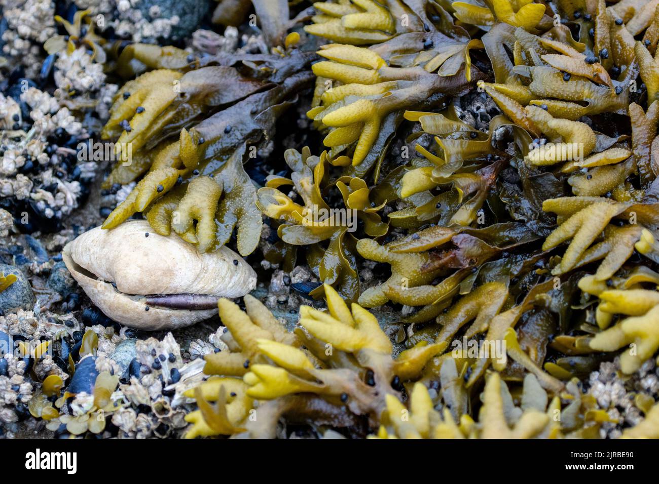 USA, SE Alaska, Inside Passage, Wood Spit. Clam with seaweed on beach. Stock Photo