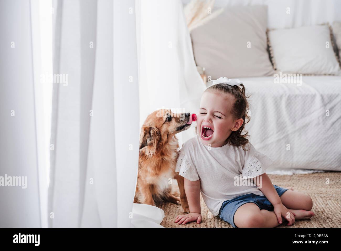 Why Do Dogs Lick Pillows